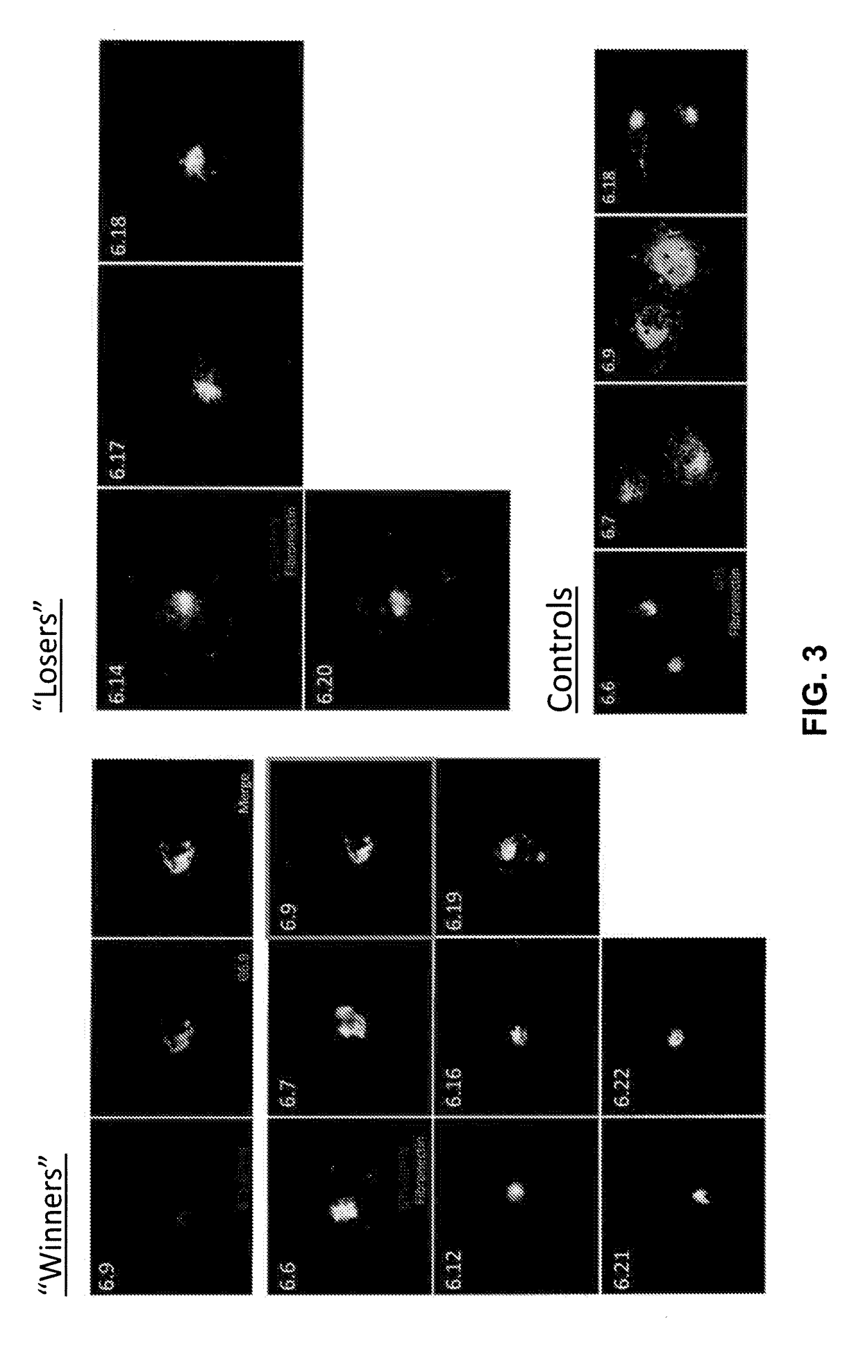 Antibody and antibody mimetic for visualization and ablation of endogenous proteins