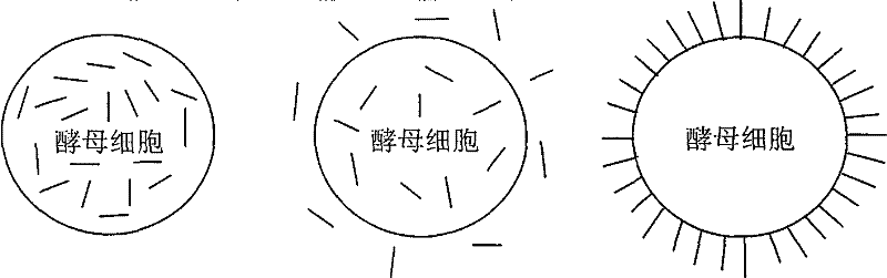 Method for raising glutamate decarboxylase activity