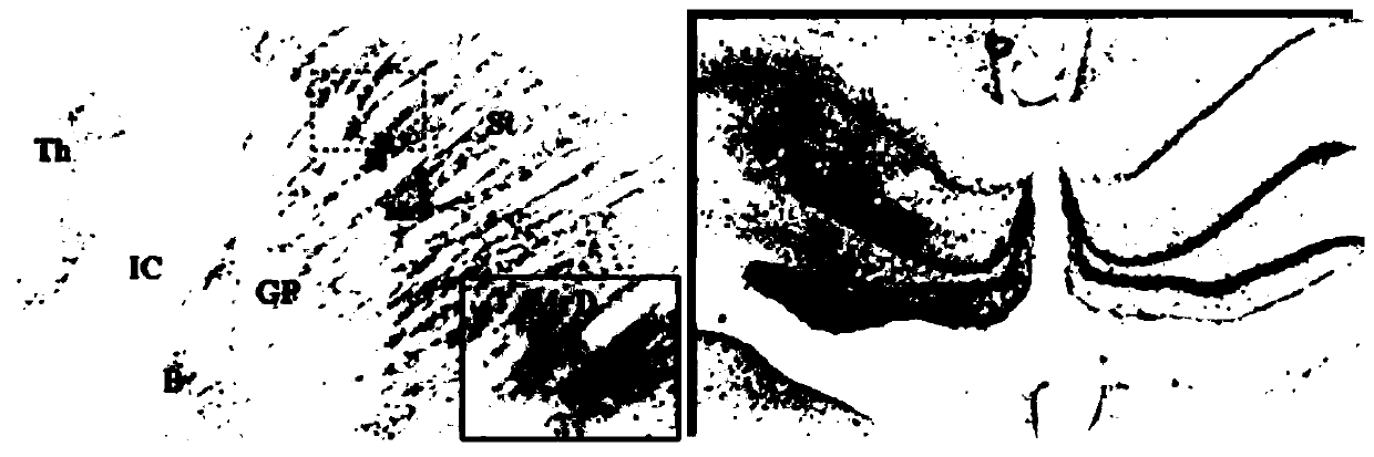 HDN staining solution and kit for specific color development of horseradish peroxidase by using HDN staining solution