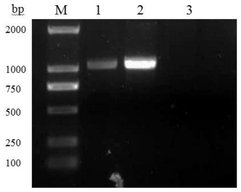 A method for establishing a sheep endometrial epithelial cell line and its application