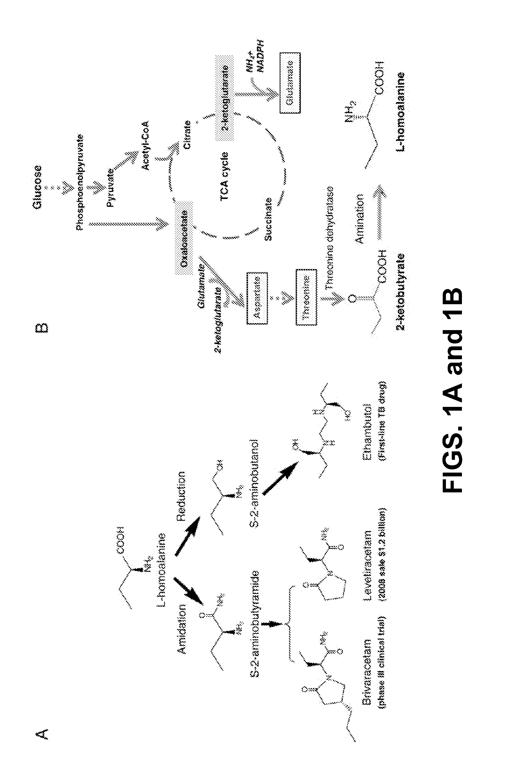 Compositions and methods for the production of l-homoalanine