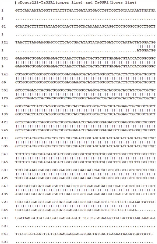 Grain development related protein TaGSR1 and application thereof in wheat plant type breeding