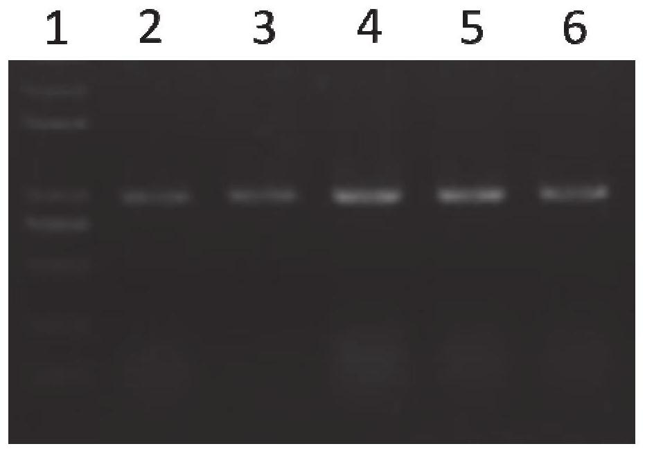 Grain development related protein TaGSR1 and application thereof in wheat plant type breeding