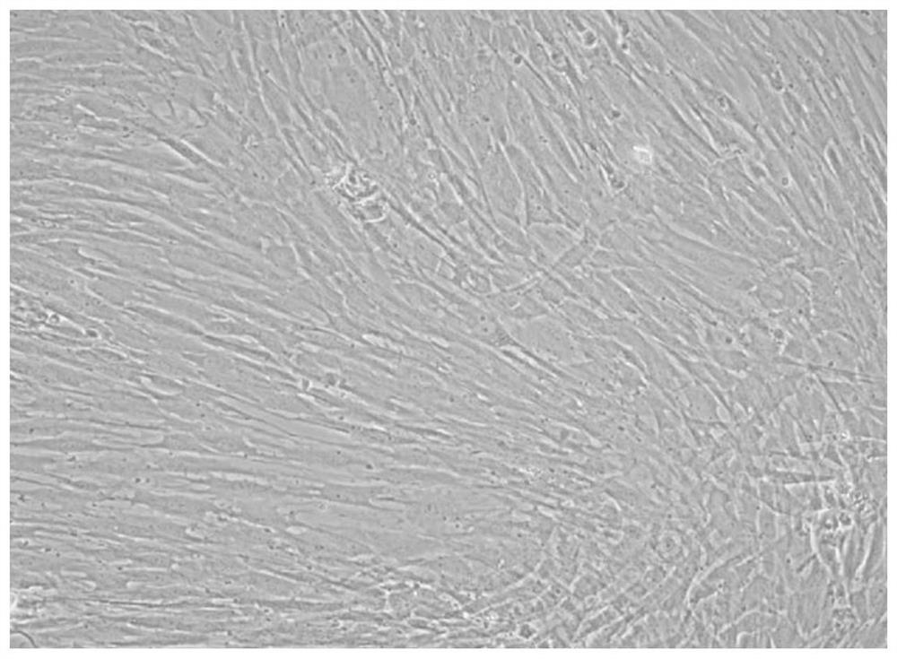 A primary isolation method of hair follicle stem cells
