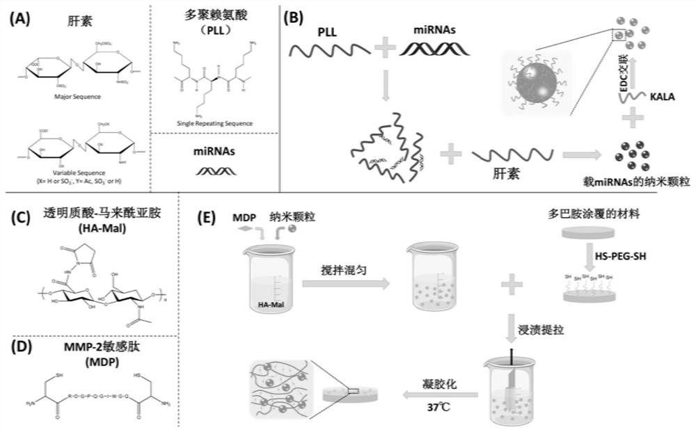 A degradable miRNAs-loaded nanocomposite coating and its preparation method and application