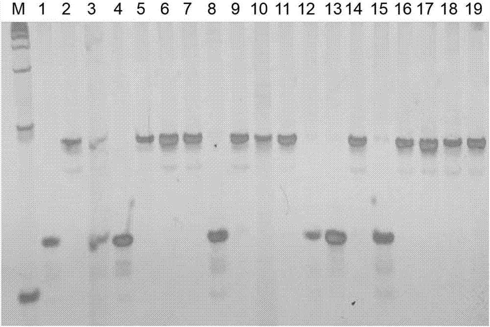 A novel InDel molecular marker co-segregated with a cucumber ZYMV resistant gene