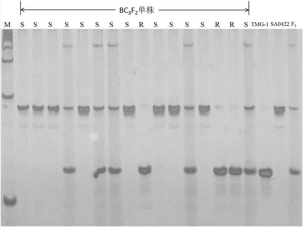 A novel InDel molecular marker co-segregated with a cucumber ZYMV resistant gene