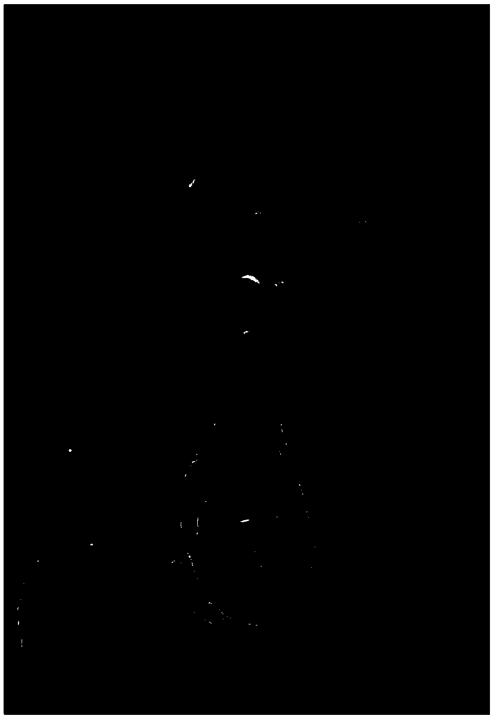 A method for rapidly breeding seedlings of excellent strains of Sapindus