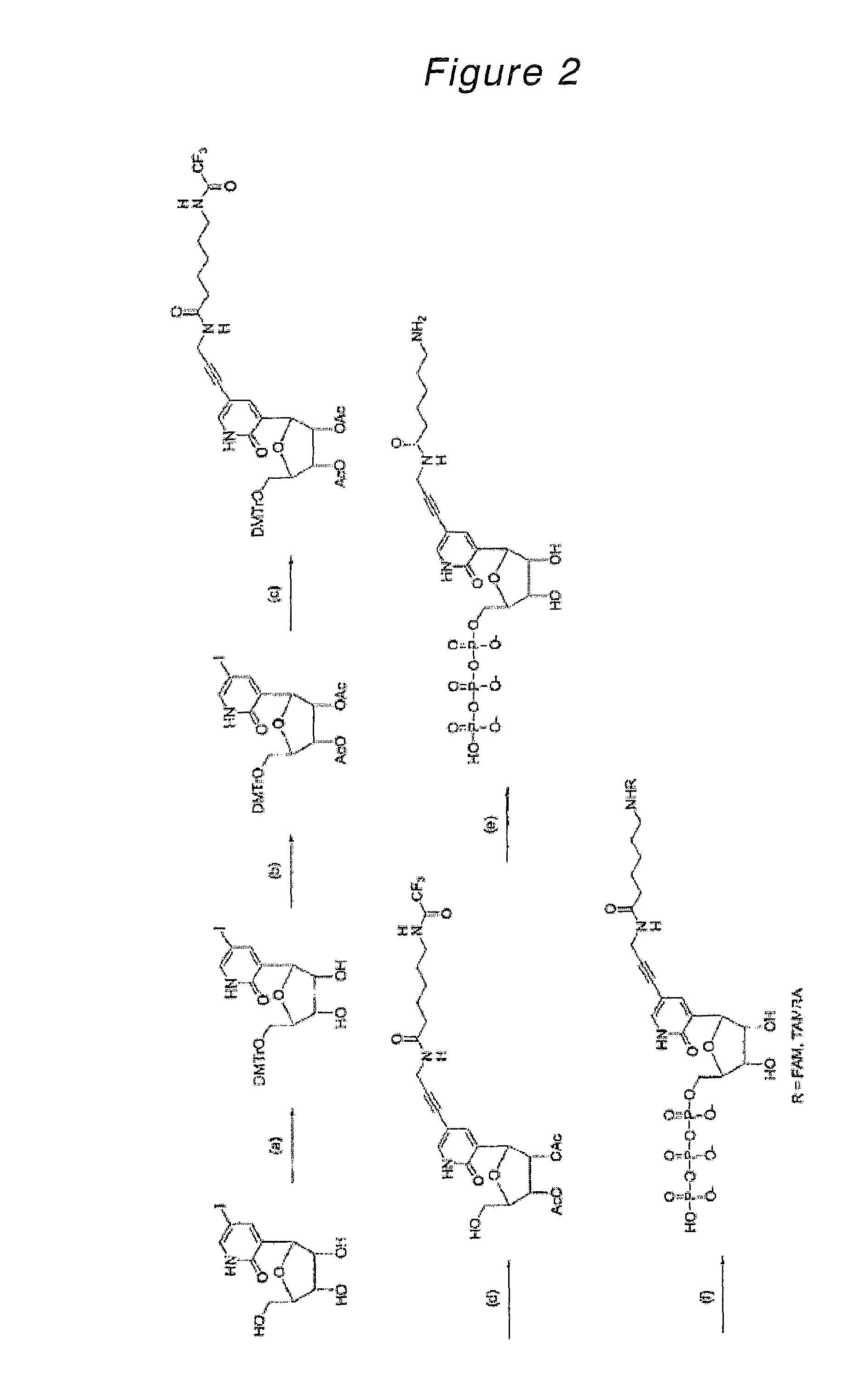 Nucleoside or nucleotide derivative and use thereof