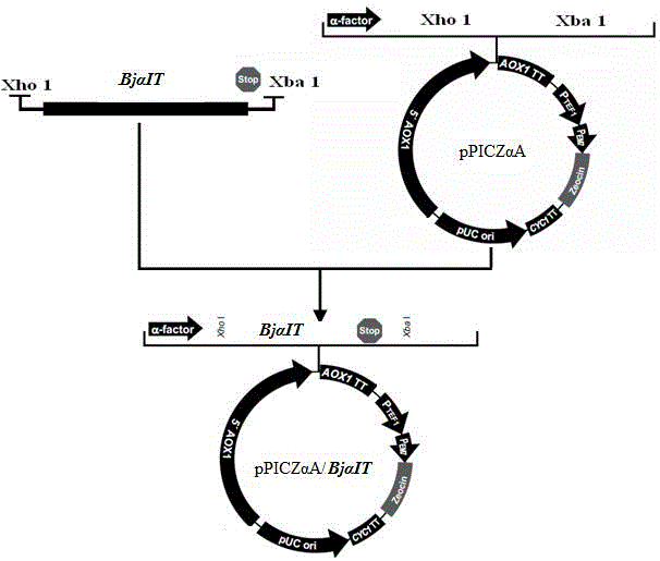 Preparation method of scorpion neurotoxin Bj alpha IT gene and recombinant protein thereof