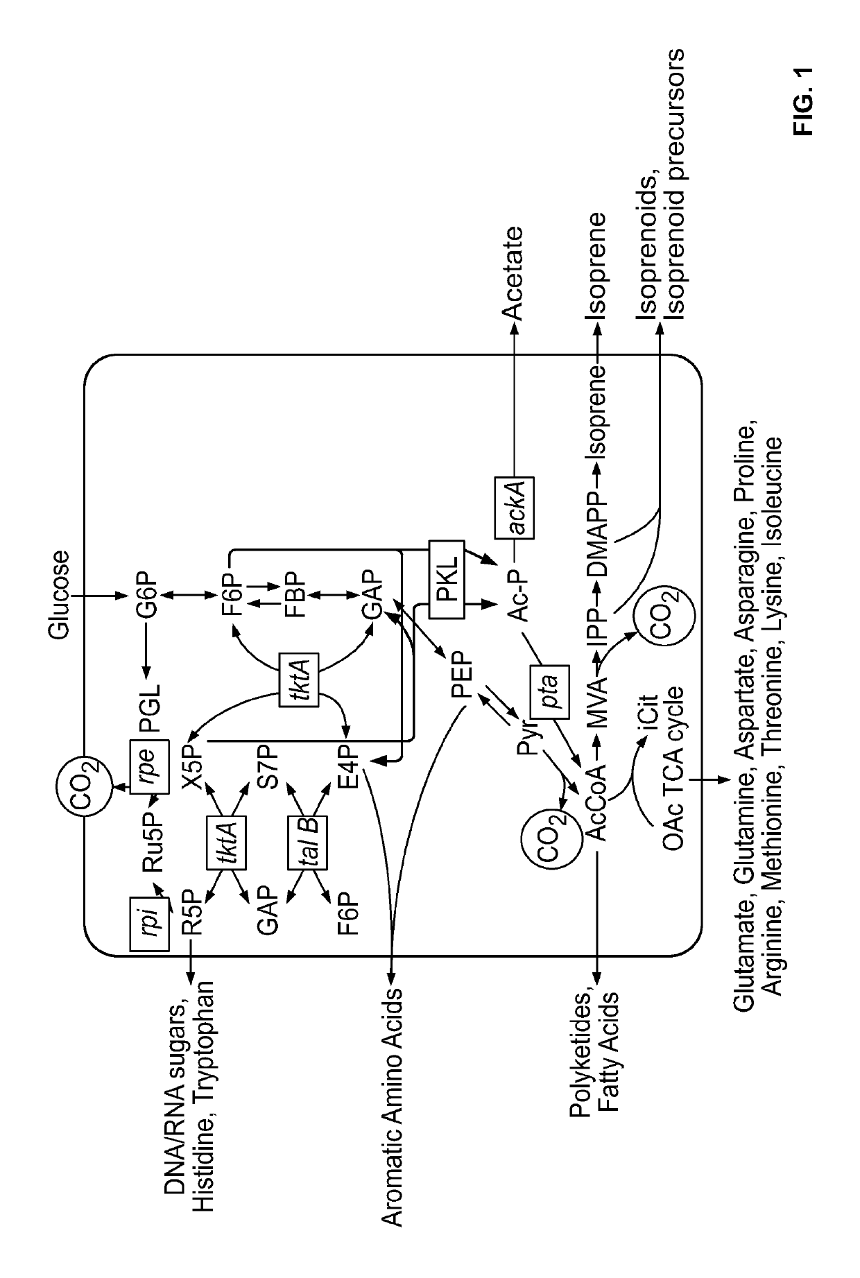 Phosphoketolases for improved production of acetyl coenzyme A-derived metabolites, isoprene, isoprenoid precursors, and isoprenoids