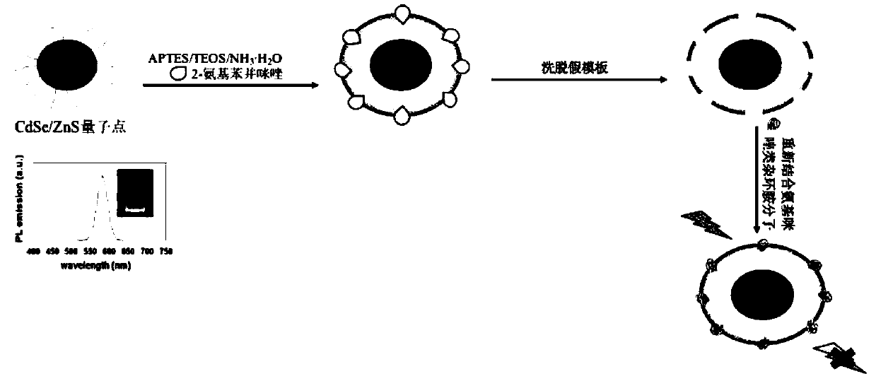 Preparation method of 2-aminobenzimidazole pseudo-template molecularly imprinted fluorescence sensing material and application thereof