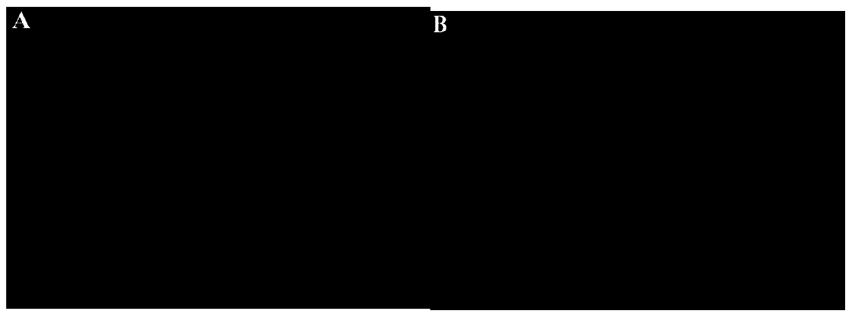 Preparation method of 2-aminobenzimidazole pseudo-template molecularly imprinted fluorescence sensing material and application thereof