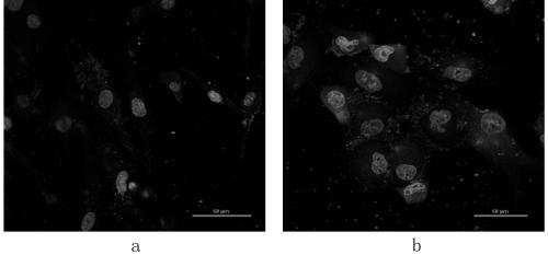 Pancreatic cancer specific binding peptide, preparation method and use thereof