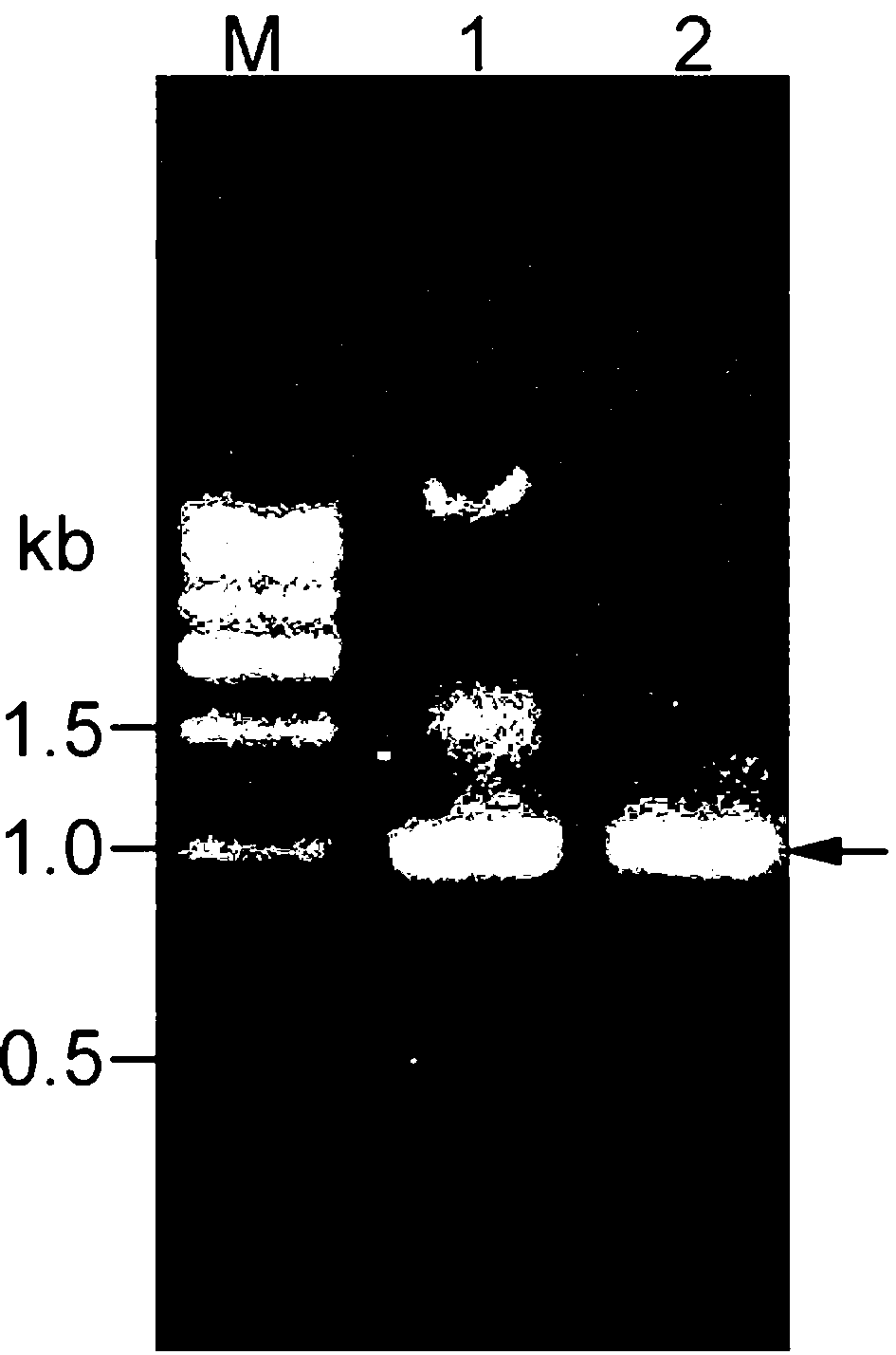 Mutant zymoprotein of D-amino acid oxidase and preparation method of mutant zymoprotein