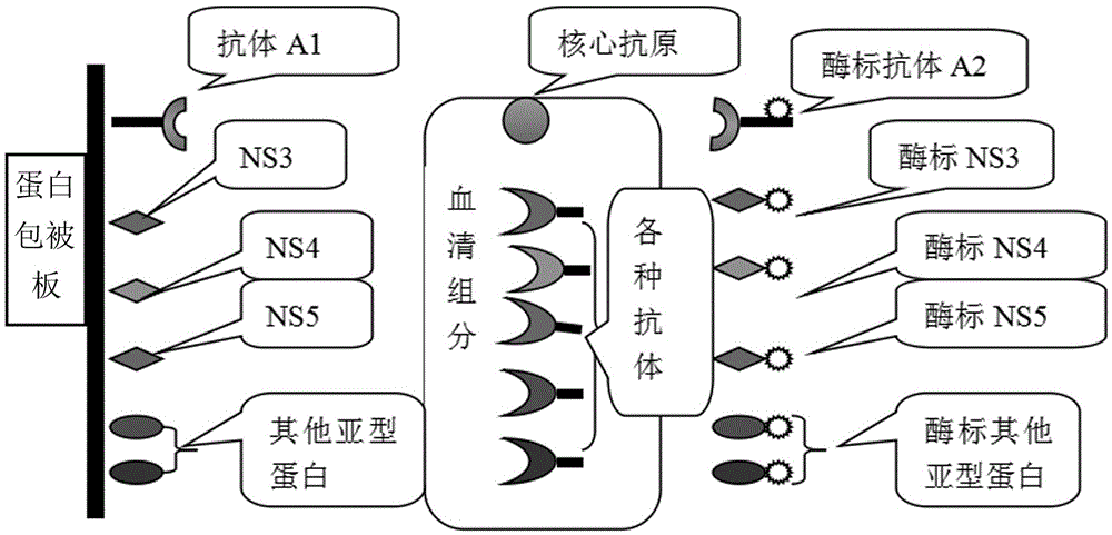 A kind of hepatitis C virus antigen-antibody combined detection kit