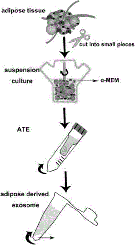 Adipose tissue source exosome gel, preparation method and application