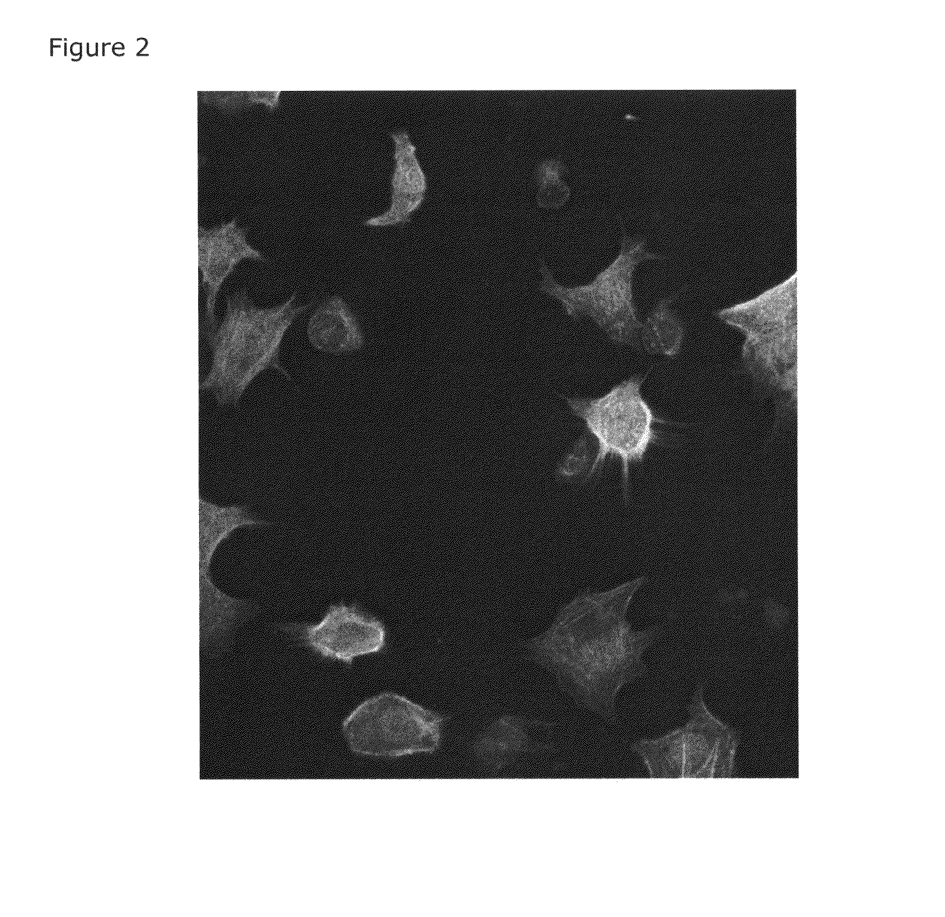 Bioactive peptide for cell adhesion