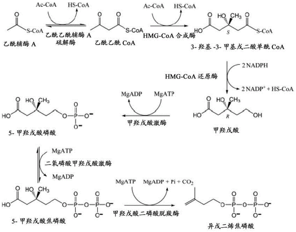 Isoprene producing bacterial and isoprene producing method