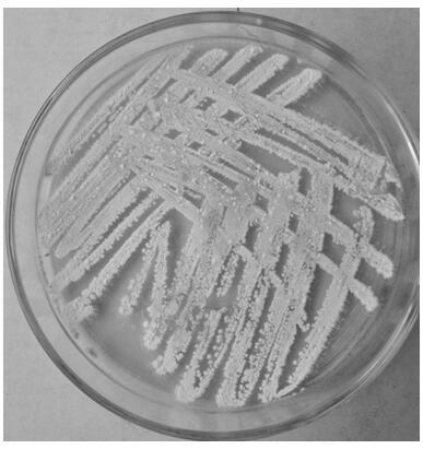 A Strain of Marine Streptomyces with Bacteriostatic Activity
