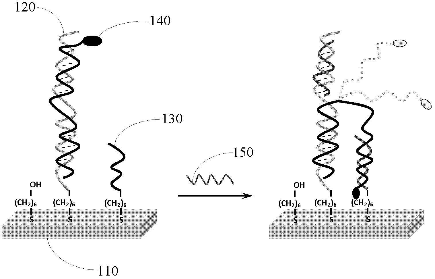 Construction method for electrochemical sensor used for DNA single chain and protein molecule detection