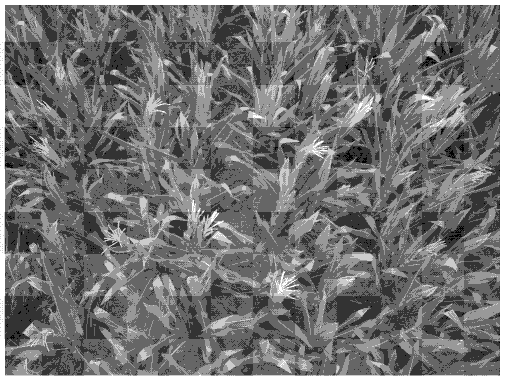 An automatic detection method for maize tassel traits