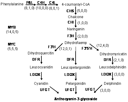 A novel wheat gene thmyc4e regulating anthocyanin synthesis and metabolism