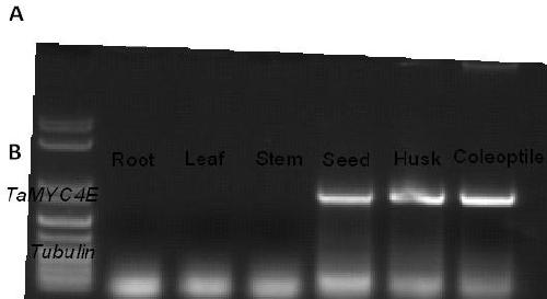 A novel wheat gene thmyc4e regulating anthocyanin synthesis and metabolism