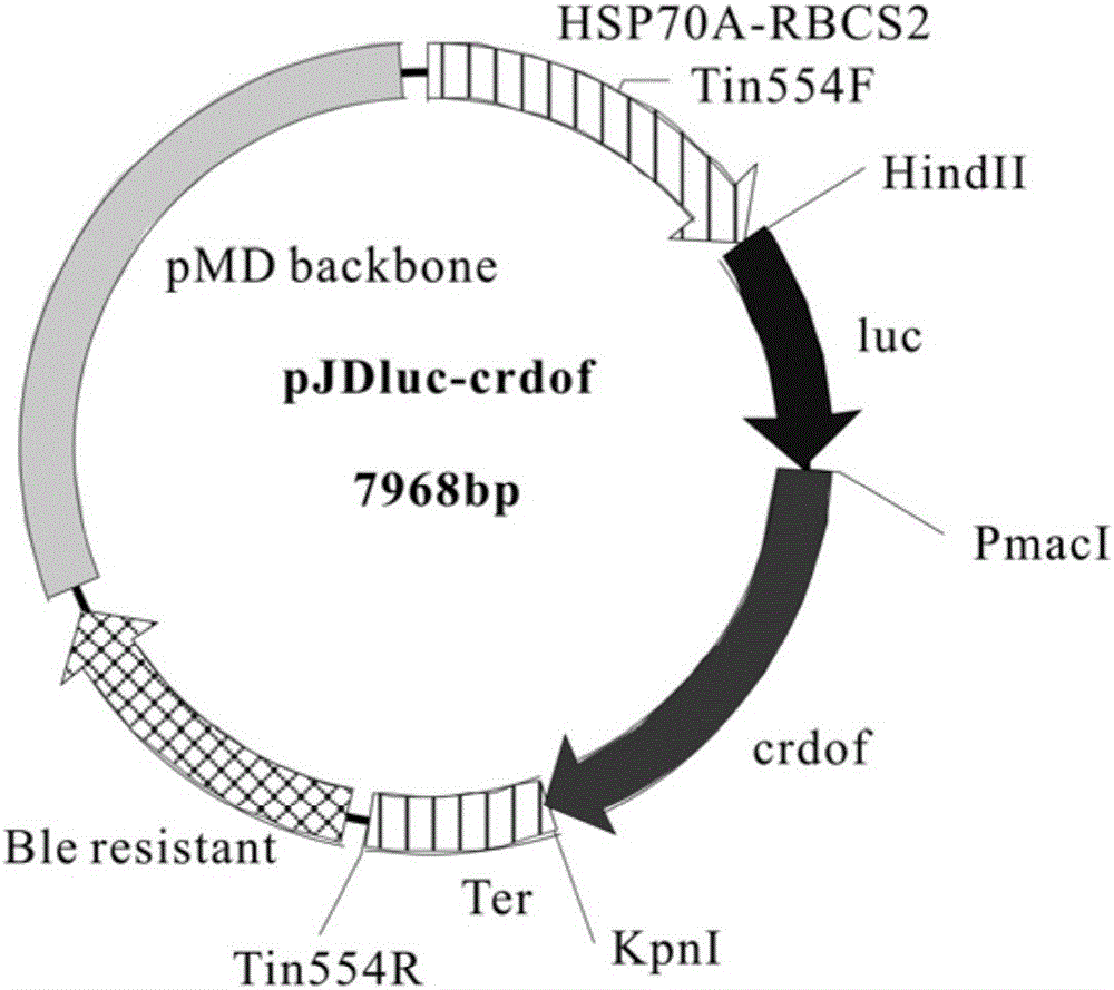 Recombinant expression vector of Chlamydomonas reinhardtii Dof (DNA binding with one finger) gene as well as construction method and application of recombinant expression vector