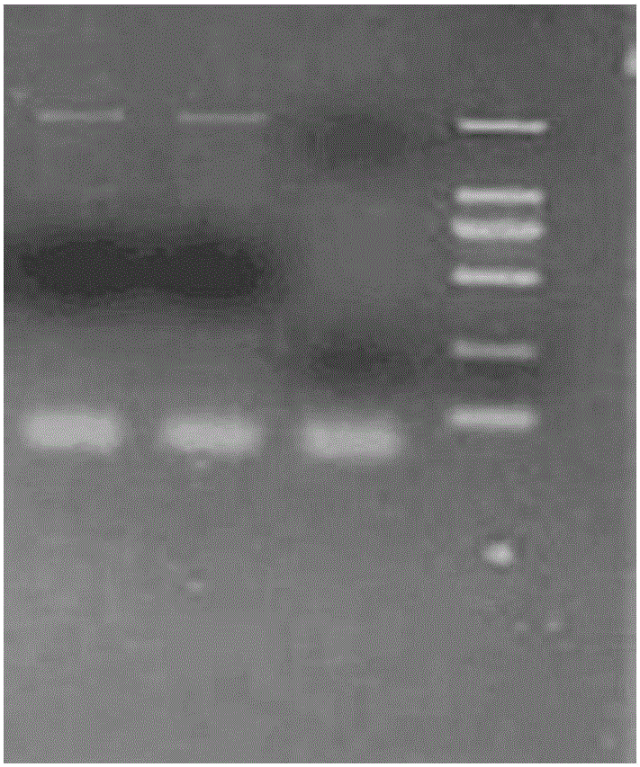 Recombinant expression vector of Chlamydomonas reinhardtii Dof (DNA binding with one finger) gene as well as construction method and application of recombinant expression vector