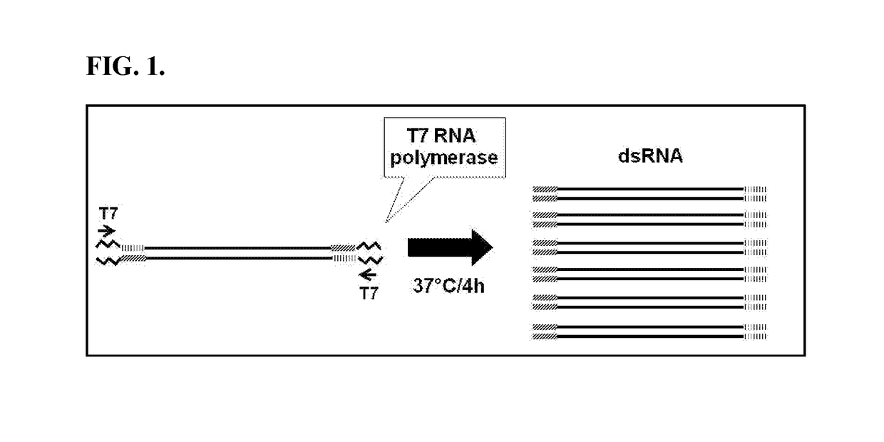 Gawky (GW) nucleic acid molecules to control insect pests