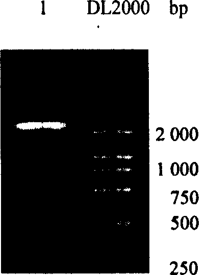 Short peptide for inhibiting Shiga toxin and application thereof