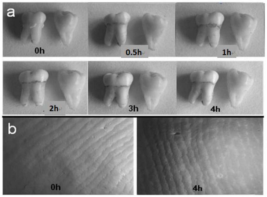 A kind of whitening toothpaste that stimulates redox reaction by visible light and preparation method thereof