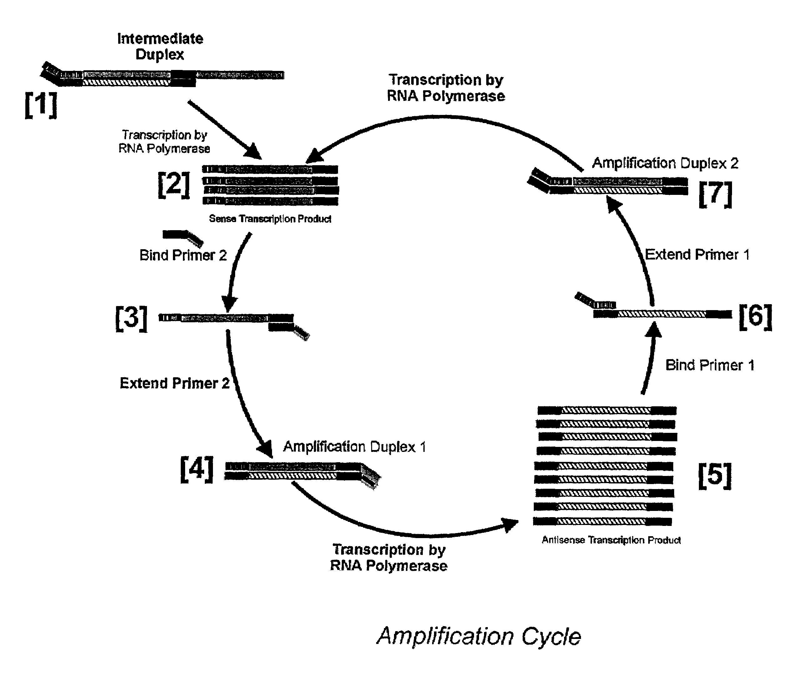Nucleic acid amplification using an RNA polymerase and DNA/RNA mixed polymer intermediate products