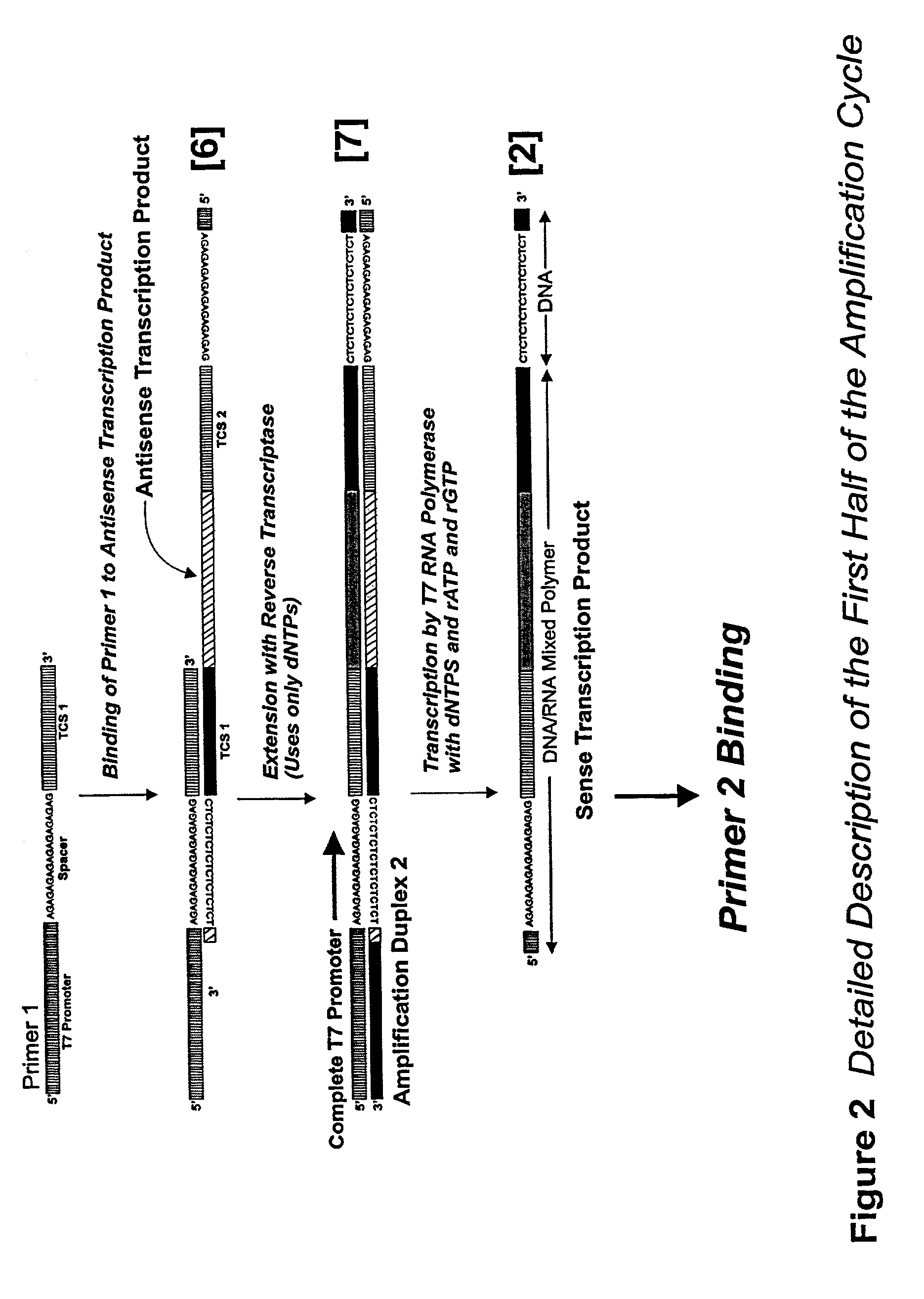 Nucleic acid amplification using an RNA polymerase and DNA/RNA mixed polymer intermediate products