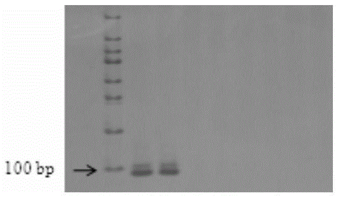 A bac-fish method for simultaneous identification of complete sets of chromosomes in each subgroup in the background of ad or ade in cotton