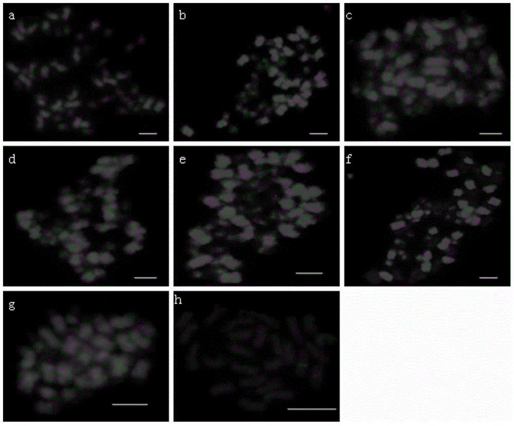 A bac-fish method for simultaneous identification of complete sets of chromosomes in each subgroup in the background of ad or ade in cotton