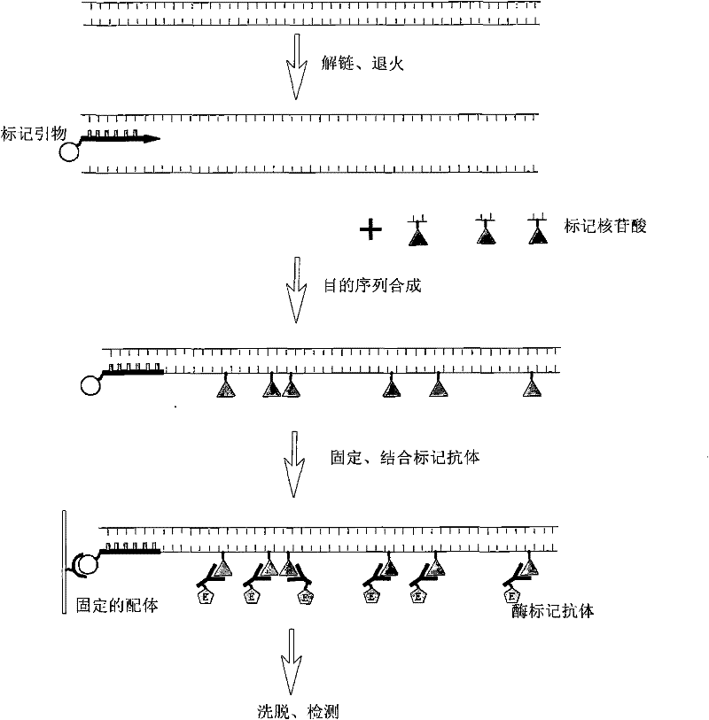 Method for quickly and quantitatively detecting mammalian cell deoxyribose nucleic acid (DNA)