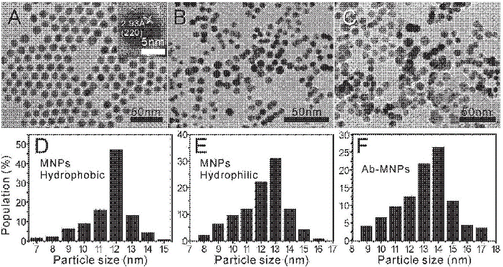 Method for capturing tumor cells by aid of magnetic nano-particles and application of method