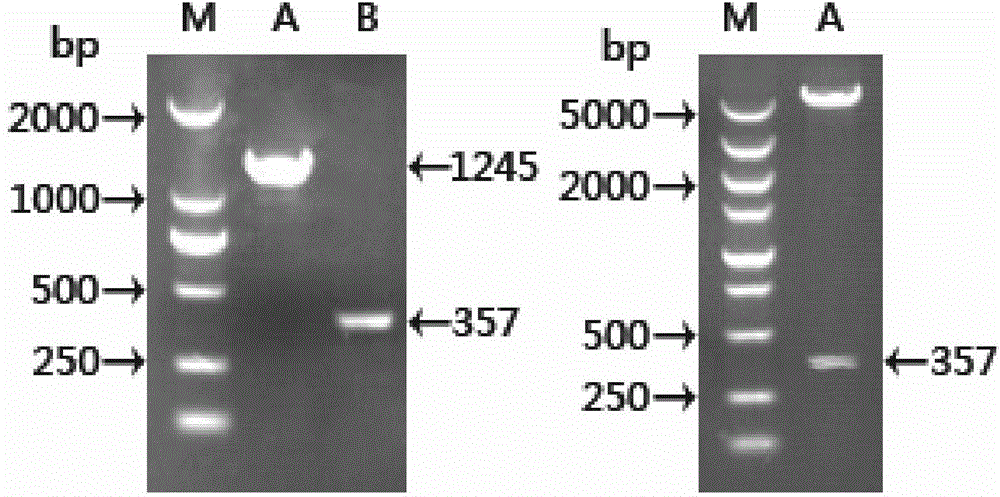 Schistosoma japonicum recombinant antigen, and preparation method and application thereof