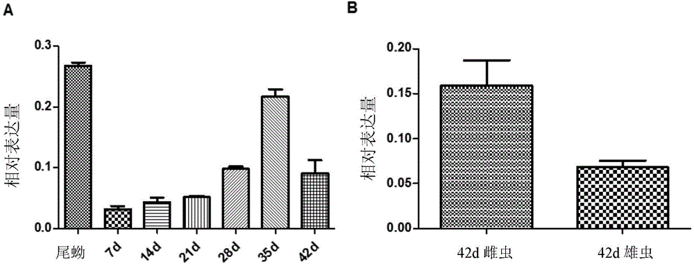 Schistosoma japonicum recombinant antigen, and preparation method and application thereof