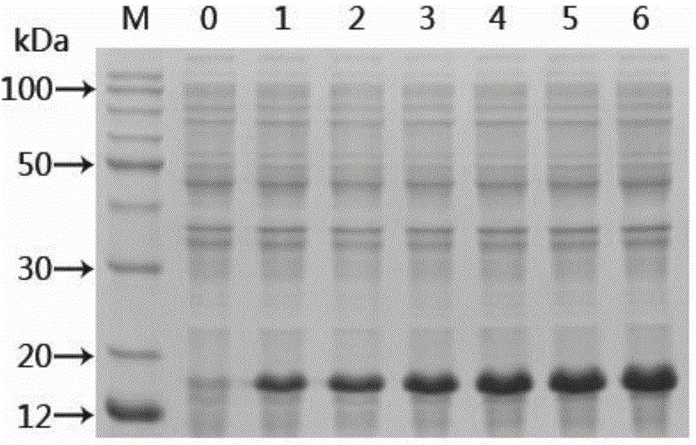 Schistosoma japonicum recombinant antigen, and preparation method and application thereof