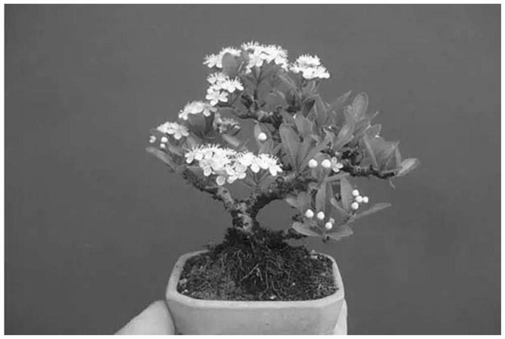 A step-by-step cultivation method of Pyracantha slant-dried miniature bonsai