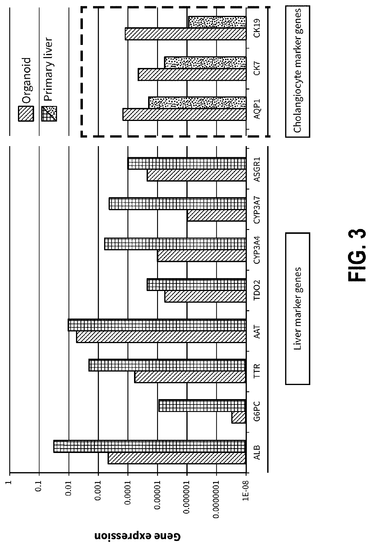 Liver support system comprising liver organoids and methods of making and using same