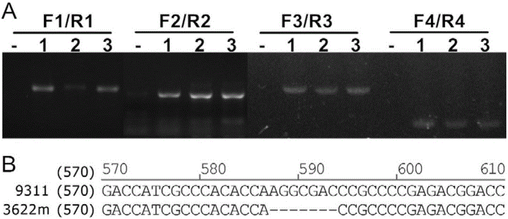 A rice cyp81a6 gene mutant cyp81a6-m1 and its application