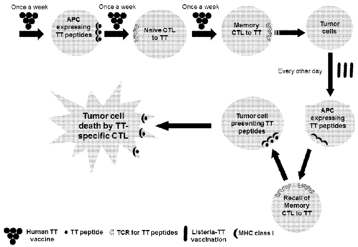 Treatment of cancer using recall antigens delivered by attenuated bacteria