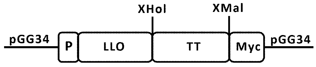 Treatment of cancer using recall antigens delivered by attenuated bacteria