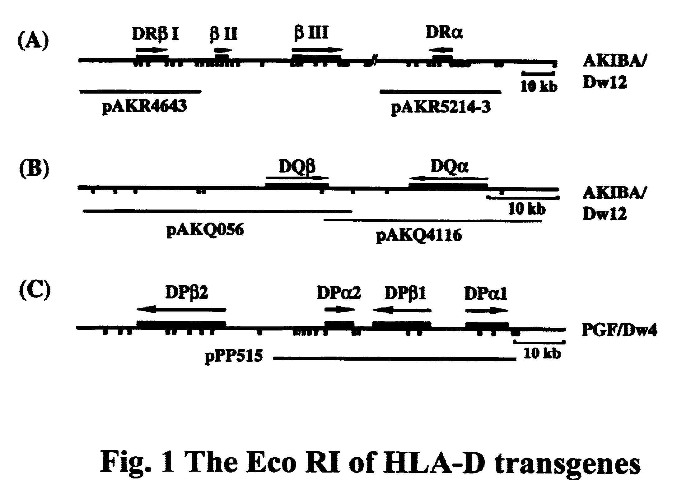 Transgenic swine having HLA-D gene, swine cells thereof and xenografts therefrom