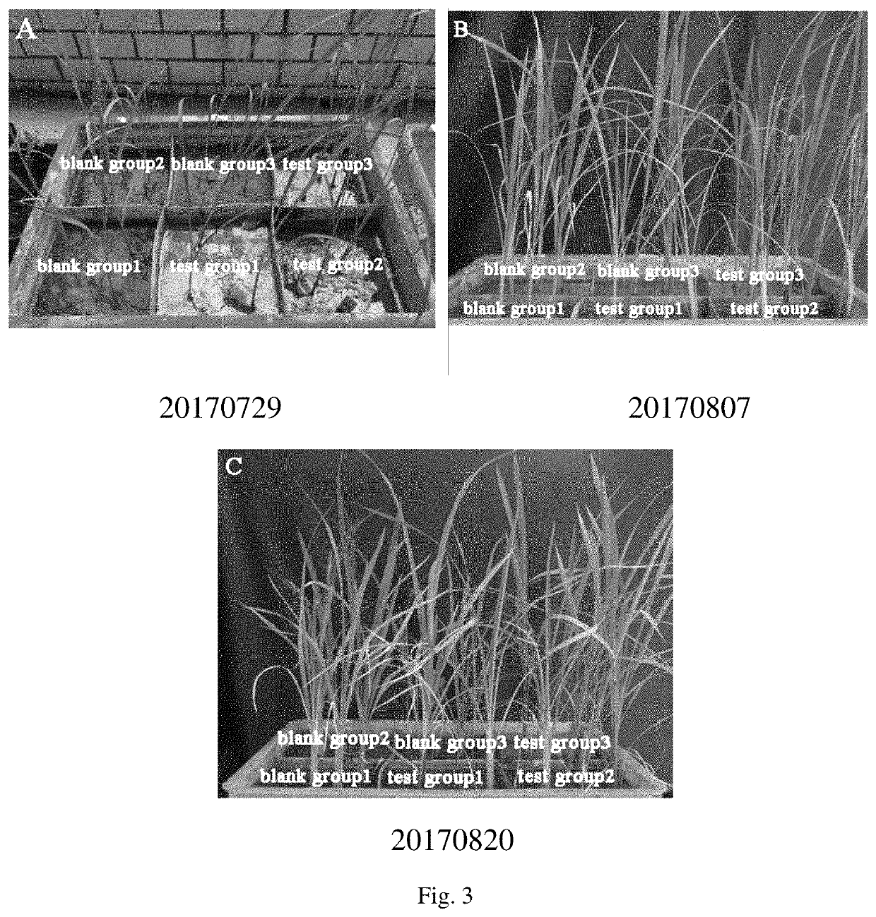 Use of penicillium sclerotiorum in preparation of plant growth regulator or inducer