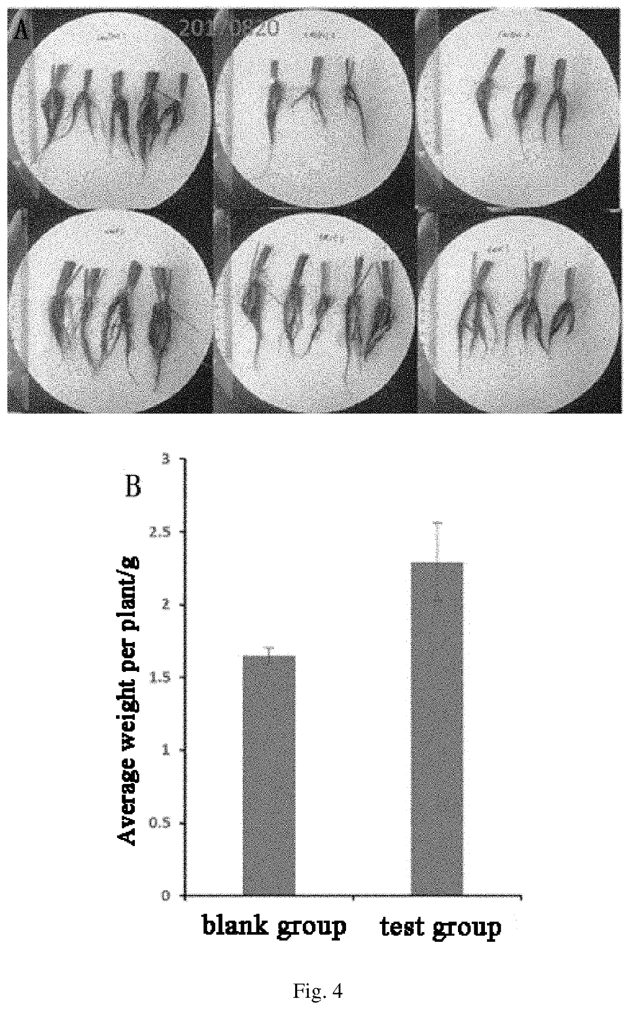 Use of penicillium sclerotiorum in preparation of plant growth regulator or inducer